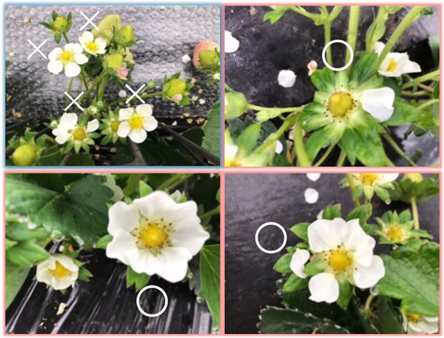 イチゴの花で 「ククメリス (ククメリスカブリダニ剤)」 を見つけるポイント