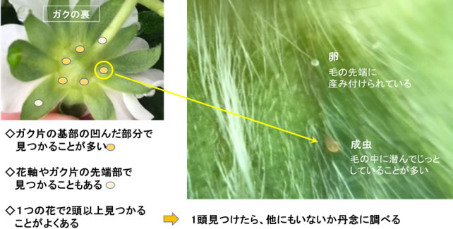 ククメリスをイチゴの花で見つけるポイント