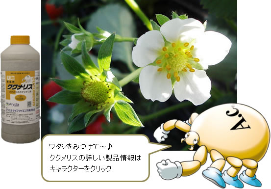 イチゴの花で 「ククメリス (ククメリスカブリダニ剤)」 を見つけるポイント