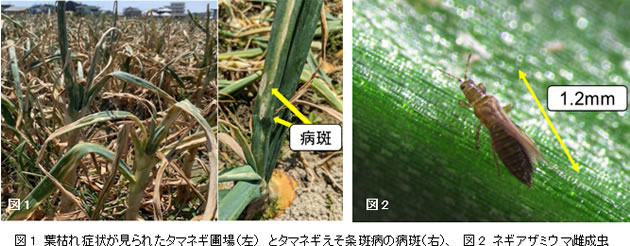 タマネギ・葉ネギにおけるネギアザミウマに対する各種薬剤の殺虫効果