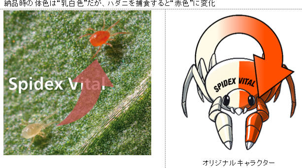 新規天敵殺虫剤 「スパイデックス バイタル」